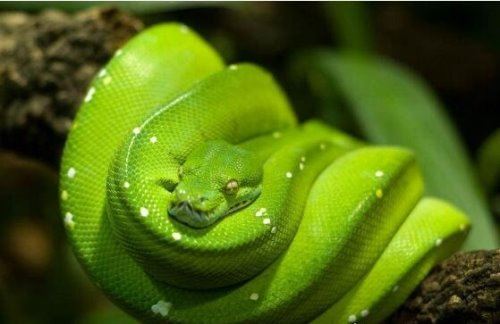 世界上最可爱的蛇 世界上最漂亮最可爱的10种蛇(无毒温顺)