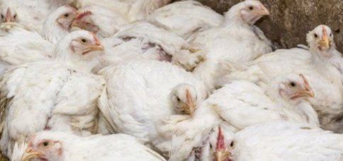 2022鸡肉为什么便宜 2022鸡肉价格下降原因