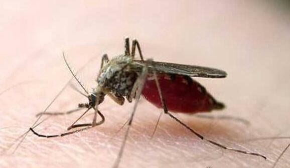 自然条件下蚊子的寿命 一般雄性蚊子可活7天雌性可活1个月
