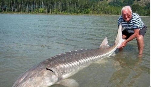 长达15米的巨型哲罗鲑现身 新疆喀纳斯湖水怪真相被揭开
