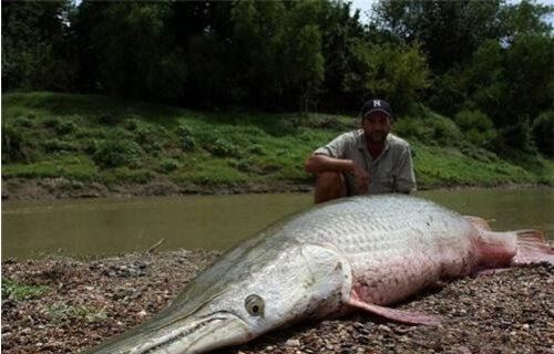 长达15米的巨型哲罗鲑现身 新疆喀纳斯湖水怪真相被揭开
