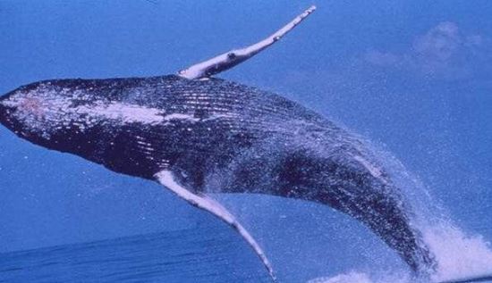 世界上最大的鲸鱼 蓝鲸(体长33米/睾丸重达90斤)
