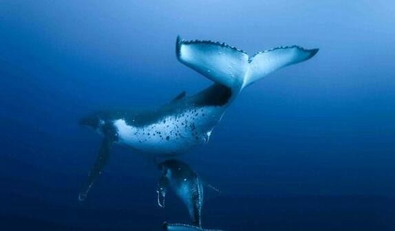 世界上最大的鲸鱼 蓝鲸(体长33米/睾丸重达90斤)