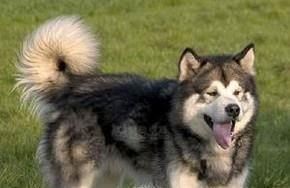 阿拉斯加犬好养吗阿拉斯加雪橇犬怎么养