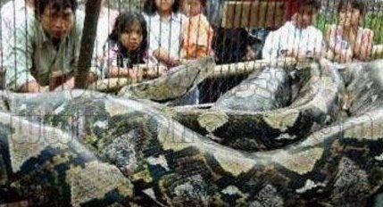 盘点蛇类世界之最 世界上最大的蛇是什么蛇
