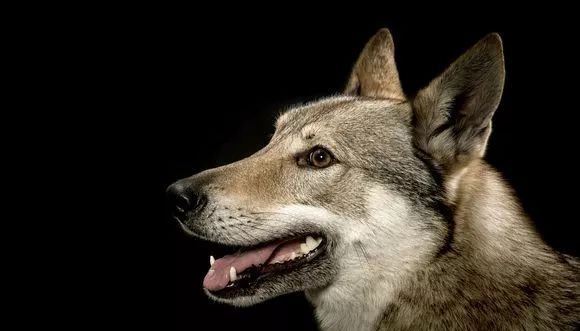 世界上最贵的狗35亿不存在 最贵的狗捷克狼犬价值一万美元以上