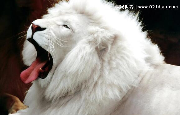 世界上最稀有的狮子，身体是白色的白狮子(全球数量不到一百只)
