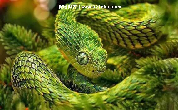 世界上最帅的蛇，毛鳞树蝮(厚长的彩色鳞片令其看起来像条龙)