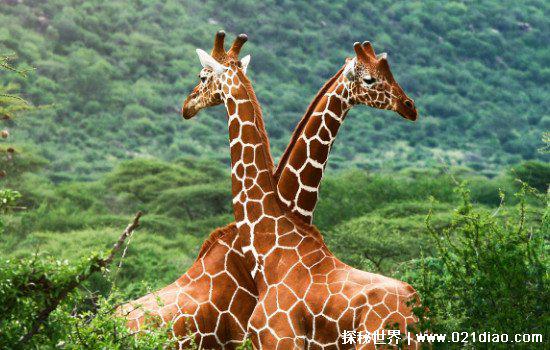 全球最矮长颈鹿，居然只有2.59米(背后原因令人痛心)