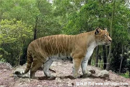 800公斤史上最大的老虎，远东巨虎体长可达4米以上