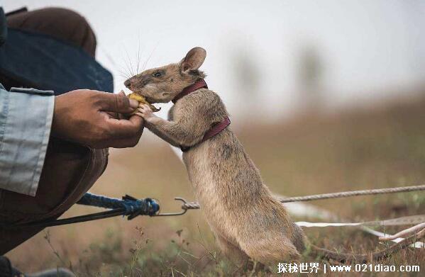 世界上最大的老鼠，非洲巨颊囊鼠(能够检测肺结核和排雷)