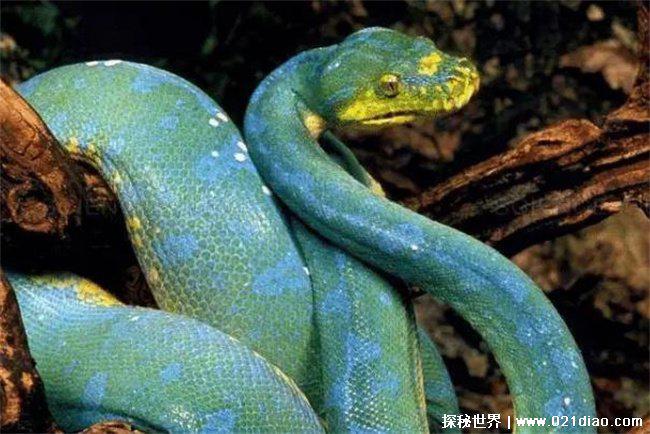 十大最罕见的蛇，珍稀变异种蓝血蛇(变异蛇)