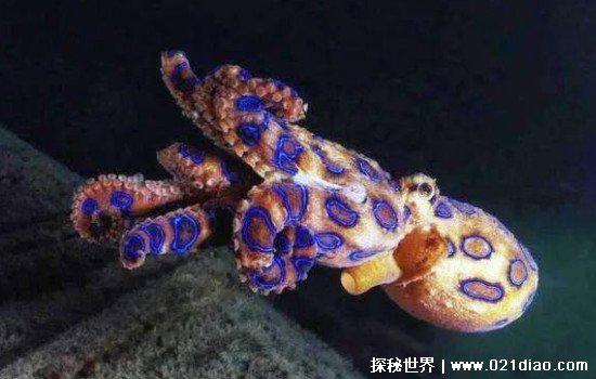 蓝环章鱼有多毒，碰一下就会死(世界最毒的海洋生物)