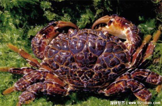 十大世界最危险的螃蟹，铜铸熟若蟹位居第一（有剧毒）