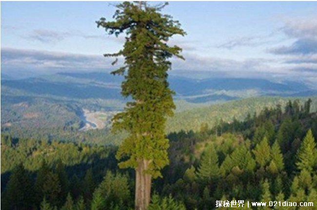 世界十大最高的树 亥伯龙树高115.85米(美国红杉)