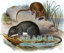 牙买加仓鼠:体长只有0.2米仓鼠 如何被人类灭绝的?