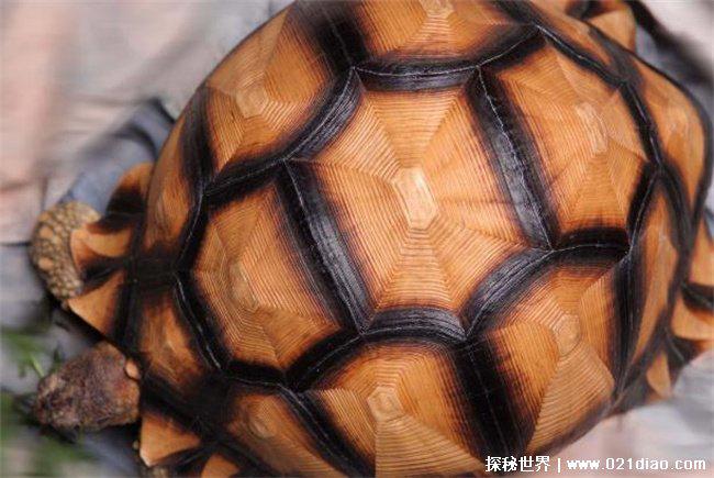 世界最名贵的乌龟，安哥洛卡象龟 (价值上百万)