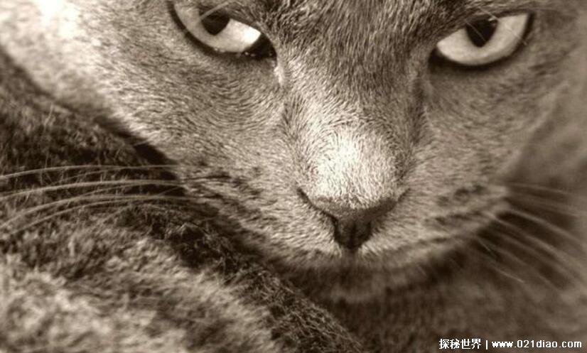 猫脸老太太事件是真是假，95年猫老太事件(入室作案被当场抓获)