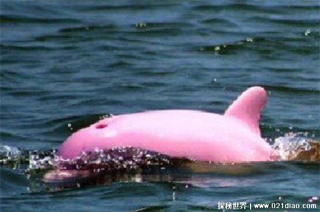 世界上最罕见的动物，粉红瓶鼻海豚(粉红色海豚)