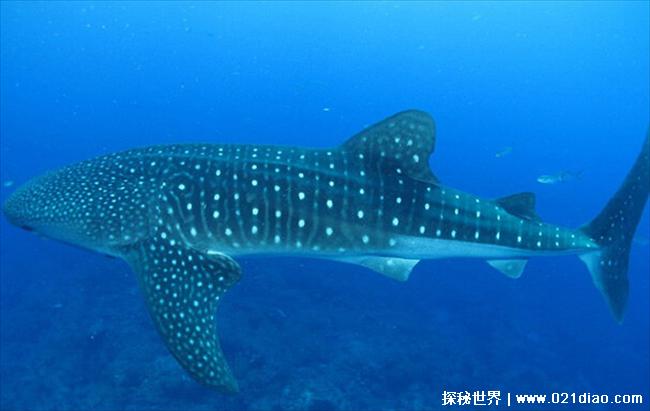 世界上十大最可怕的鲨鱼 鲸鲨又称豆腐鲨(身体庞大)