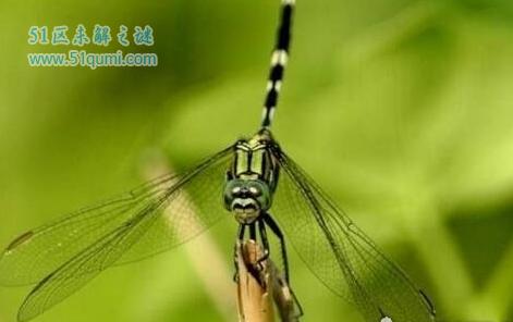 世界上最大的蜻蜓，鬼蜻蜓视力极好被称为捕猎高手