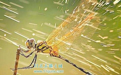 世界上最大的蜻蜓，鬼蜻蜓视力极好被称为捕猎高手