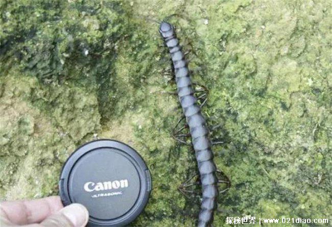 世界上最长的蜈蚣，加拉帕格斯巨人蜈蚣(在热带地区)