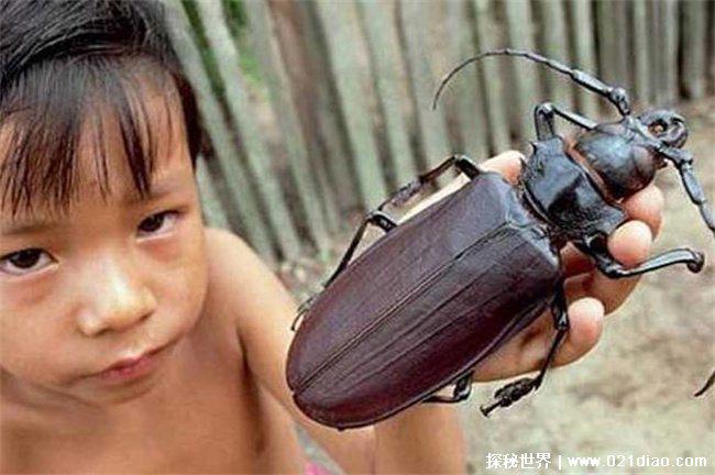 世界上最大昆虫，泰坦甲虫最大的甲虫(达到16.7厘米)