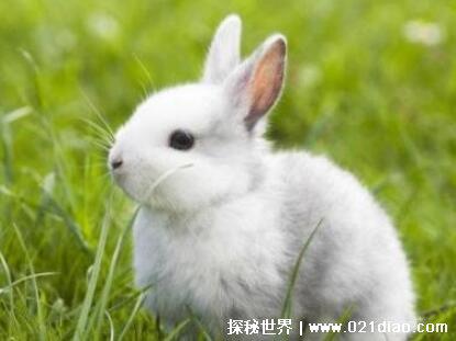 三种世界上最漂亮的兔子，公主兔最可爱(从童话中走出来的兔子)