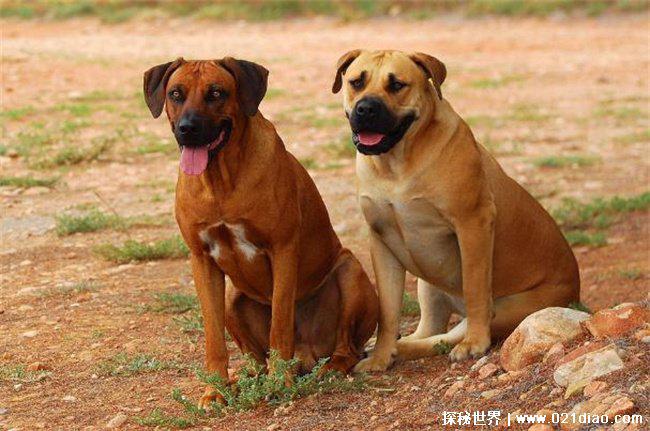 世界上最好的狩猎犬，罗得西亚脊背犬(体型匀称)