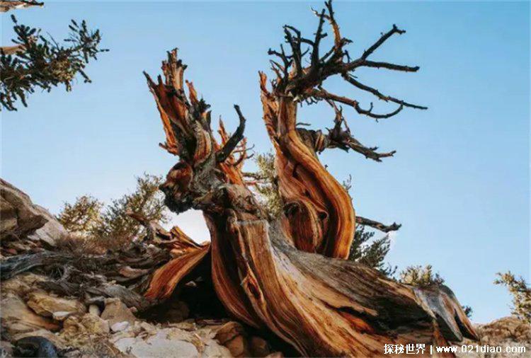 地球最长寿的树木，狐尾松(分布北美)