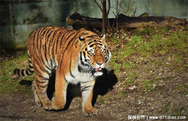 世界上最大的老虎 西伯利亚虎体长3米(肉食性动物)