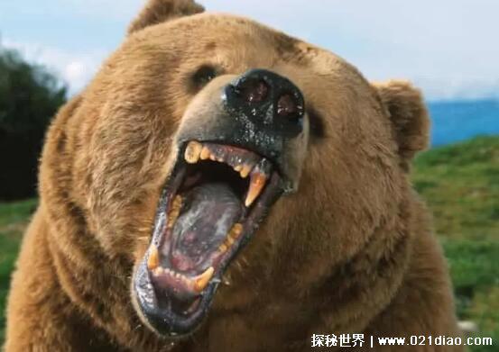 人熊是什么动物，属于熊科动物(来源于电视剧鬼吹灯里的一种怪物)