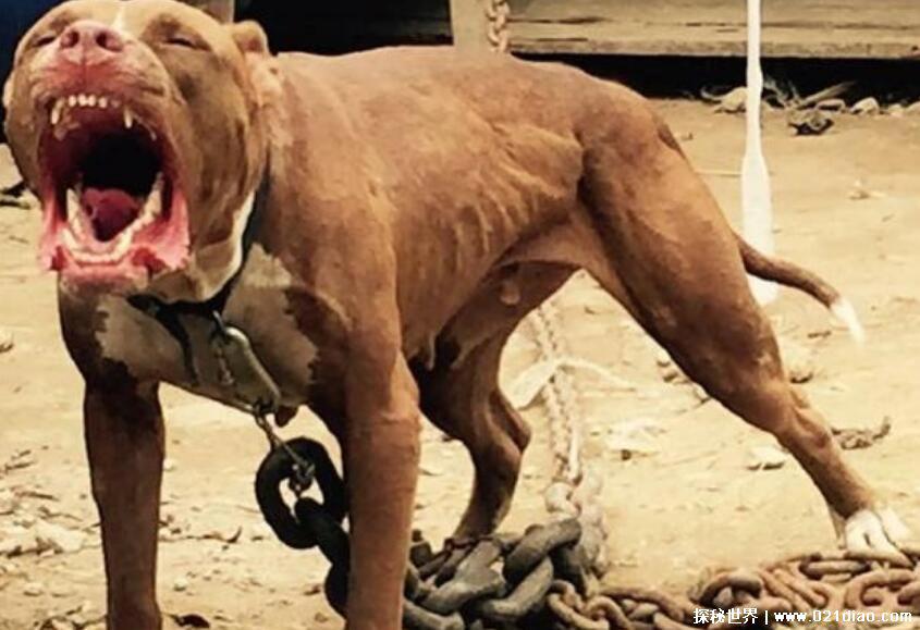 中国十大禁犬，比特犬最凶猛被禁止在公共场合出现(附图片)