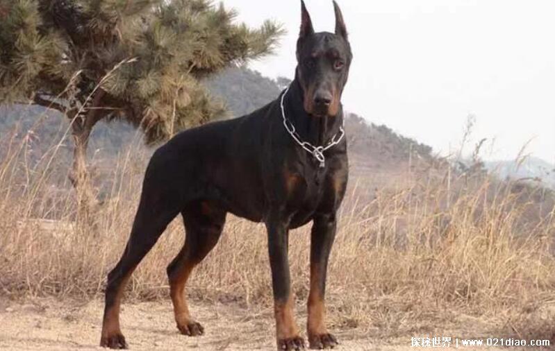 中国十大禁犬，比特犬最凶猛被禁止在公共场合出现(附图片)