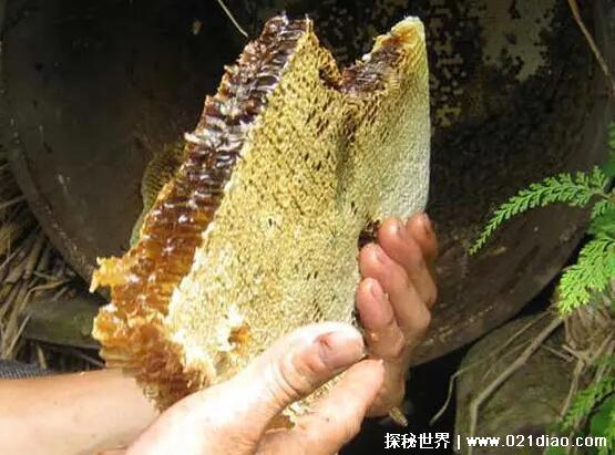 纯正土蜂蜜多少钱一斤，100至300元一斤(市场上很难买到)