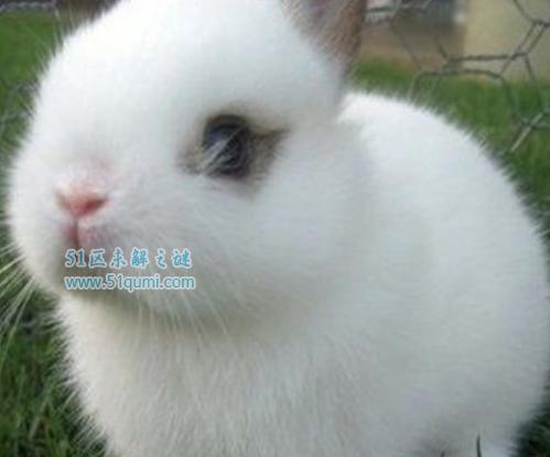 侏儒海棠兔多少钱一只?要怎么养才不容易死?