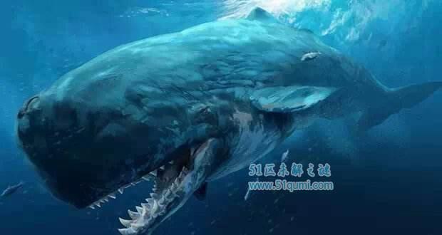 利维坦鲸:史上最恐怖的鲸鱼 和巨齿鲨相遇谁更厉害?