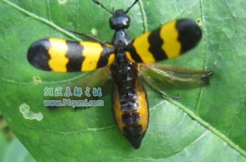 斑蝥:世界上毒性最强的甲虫 它有什么功效与作用?