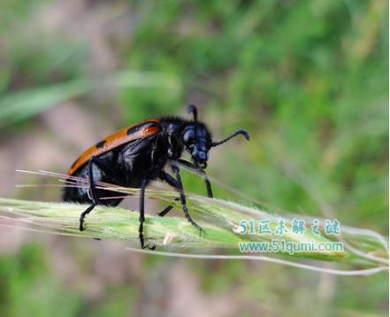 斑蝥:世界上毒性最强的甲虫 它有什么功效与作用?
