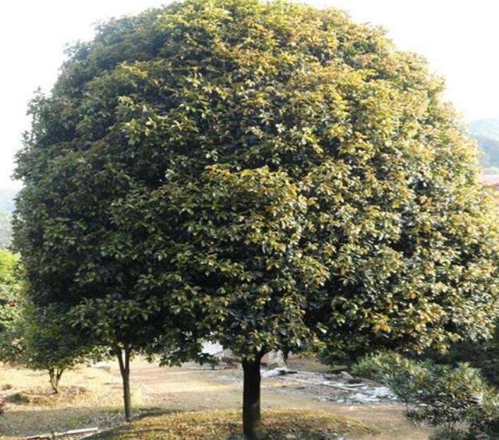 排名第一最好的镇宅树，桂树正气十足迎福辟邪是镇宅最佳之树
