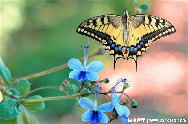 蝴蝶的家到底在哪 一般是在花草或树叶反面(以缀叶为巢)