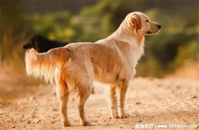 世界十大最听话的狗狗、金毛寻回犬比较流行(容易饲养)