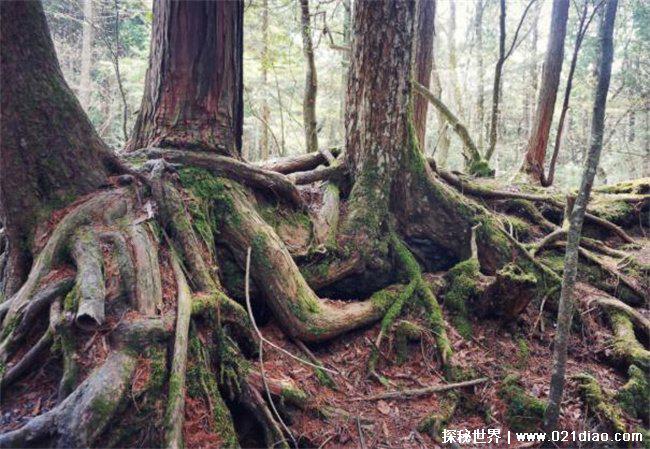 世界十大最恐怖的森林，青木原树海(600人自杀)