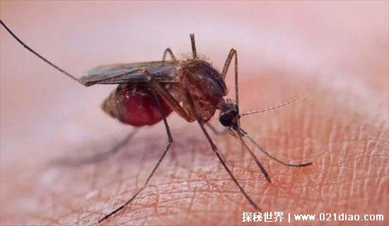 非洲十大危险动物，第一名蚊子(每天都有3000多名儿童丧命)