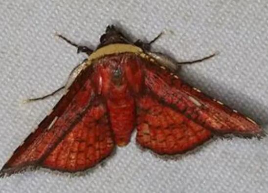 红色飞蛾有毒吗，一般没有毒(翅膀上的鳞粉对过敏人群造成不适)
