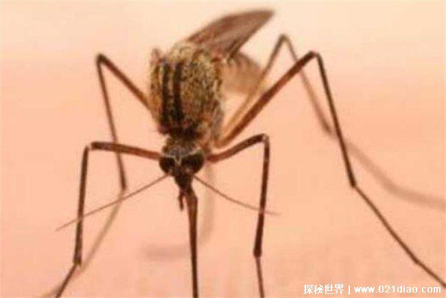 非洲十大危险动物，第一名蚊子(死亡人数多)