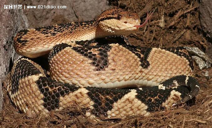 眼镜王蛇最怕什么蛇，最怕巨蝮(巨蝮是南美洲最大的毒蛇)