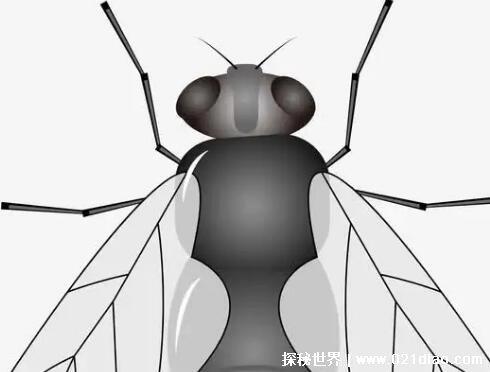 苍蝇的克星是什么动物，分为捕食天敌/寄生天敌/微生物天敌