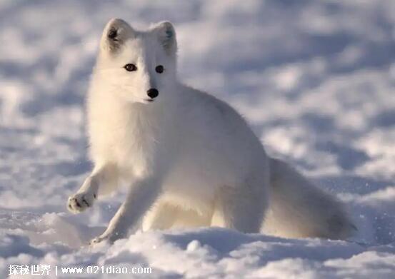 颜值最高的4种狐狸，北极狐公认颜值最高被誉为雪地精灵